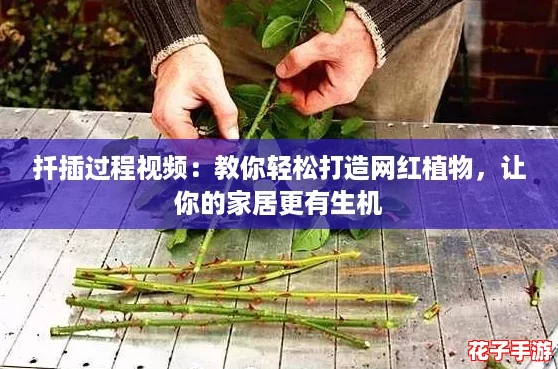 扦插过程视频：教你轻松打造网红植物，让你的家居更有生机