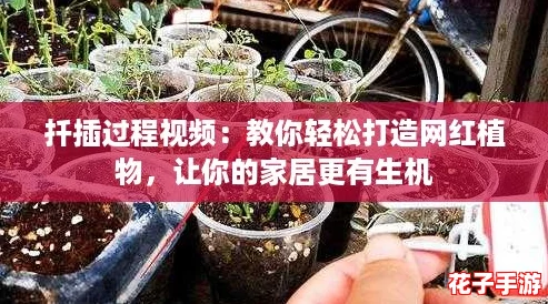 扦插过程视频：教你轻松打造网红植物，让你的家居更有生机