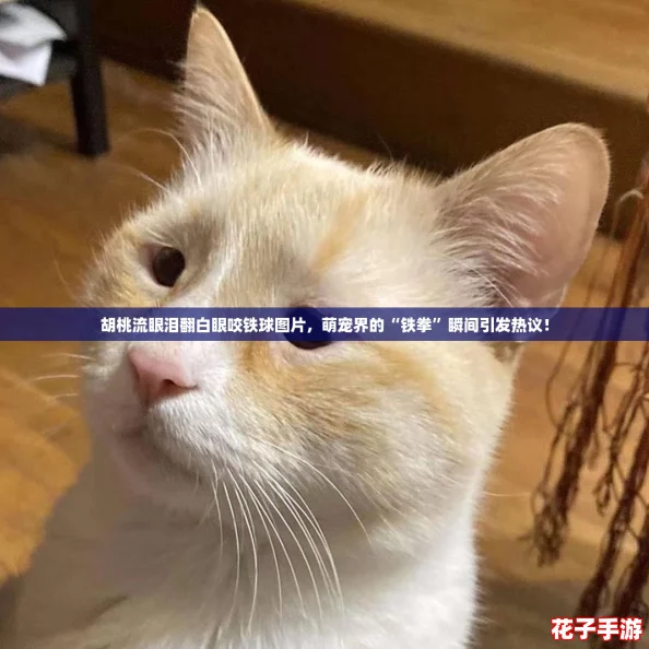 胡桃流眼泪翻白眼咬铁球图片，萌宠界的“铁拳”瞬间引发热议！
