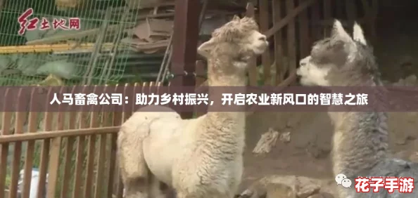 人马畜禽公司：助力乡村振兴，开启农业新风口的智慧之旅