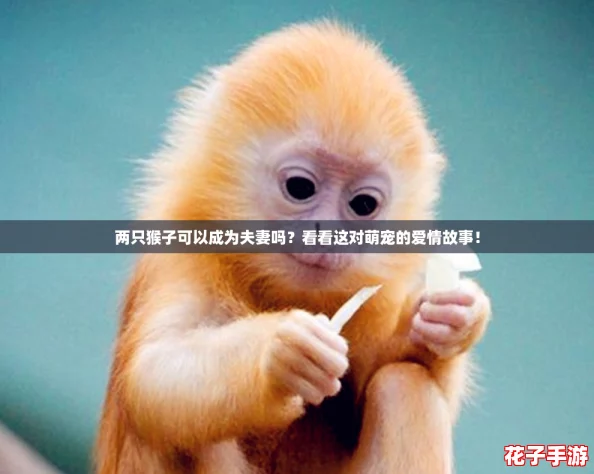 两只猴子可以成为夫妻吗？看看这对萌宠的爱情故事！