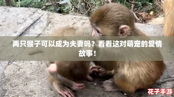 两只猴子可以成为夫妻吗？看看这对萌宠的爱情故事！