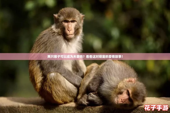 两只猴子可以成为夫妻吗？看看这对萌宠的爱情故事！