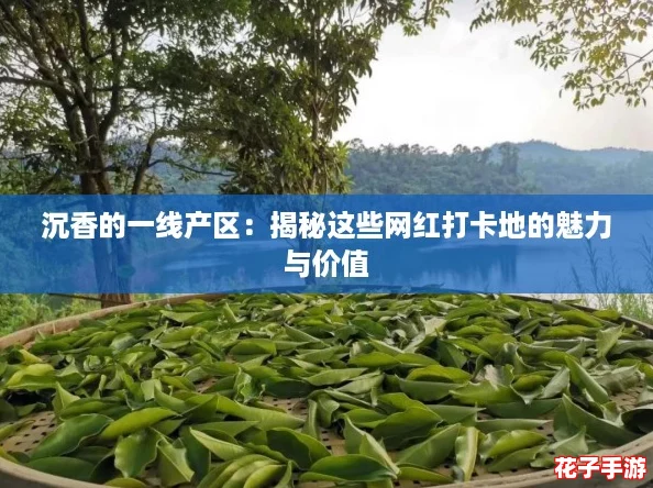 沉香的一线产区：揭秘这些网红打卡地的魅力与价值