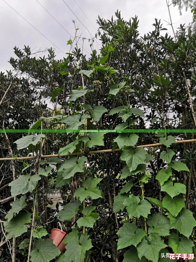 秋葵丝瓜茄子草莓榴莲樱桃，夏日水果新风尚引领潮流