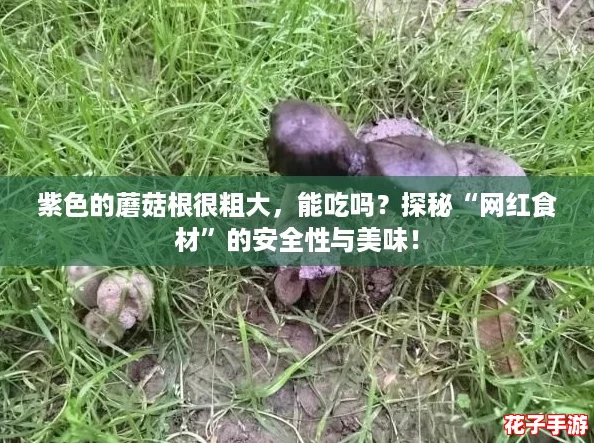 紫色的蘑菇根很粗大，能吃吗？探秘“网红食材”的安全性与美味！