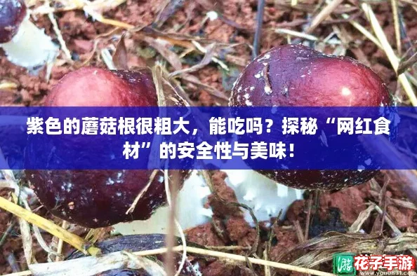 紫色的蘑菇根很粗大，能吃吗？探秘“网红食材”的安全性与美味！
