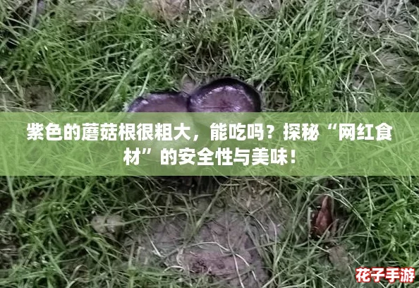 紫色的蘑菇根很粗大，能吃吗？探秘“网红食材”的安全性与美味！