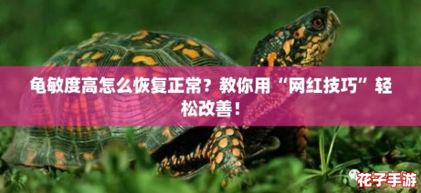 龟敏度高怎么恢复正常？教你用“网红技巧”轻松改善！