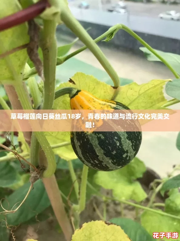 草莓榴莲向日葵丝瓜18岁，青春的味道与流行文化完美交融！
