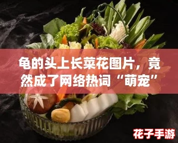 龟的头上长菜花图片，竟然成了网络热词“萌宠”的新代表！