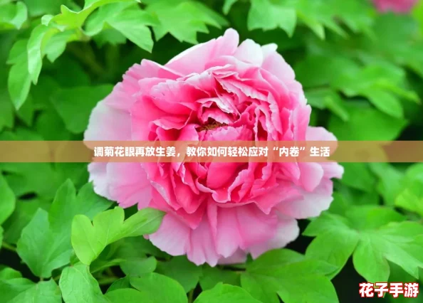 调菊花眼再放生姜，教你如何轻松应对“内卷”生活