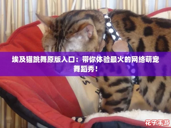 埃及猫跳舞原版入口：带你体验最火的网络萌宠舞蹈秀！