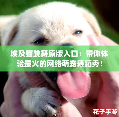 埃及猫跳舞原版入口:带你体验最火的网络萌宠舞蹈秀! 埃及猫跳舞原版入口:带你体验最火的网络萌宠舞蹈秀!