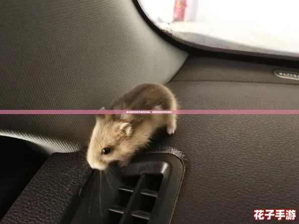 解决猫和老鼠手游匹配难题，全面攻略助你畅快游戏！
