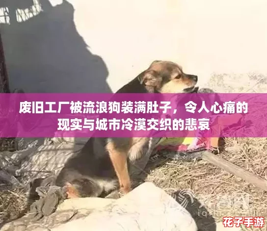 废旧工厂被流浪狗装满肚子，令人心痛的现实与城市冷漠交织的悲哀