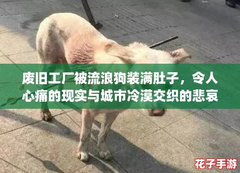 废旧工厂被流浪狗装满肚子，令人心痛的现实与城市冷漠交织的悲哀