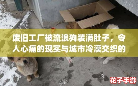 废旧工厂被流浪狗装满肚子，令人心痛的现实与城市冷漠交织的悲哀