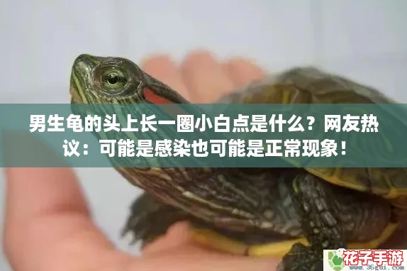 男生龟的头上长一圈小白点是什么？网友热议：可能是感染也可能是正常现象！
