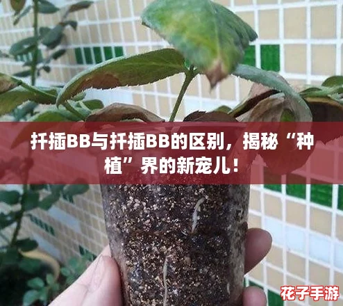 扦插BB与扦插BB的区别，揭秘“种植”界的新宠儿！