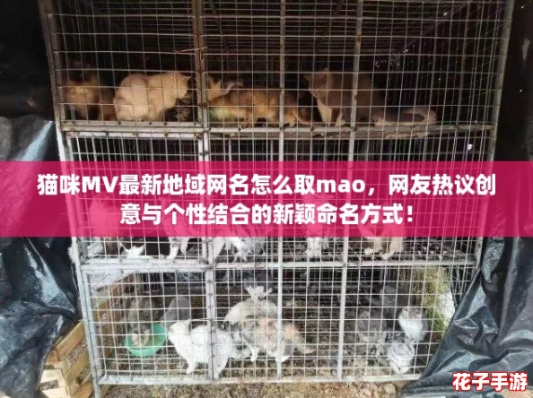 猫咪MV最新地域网名怎么取mao，网友热议创意与个性结合的新颖命名方式！