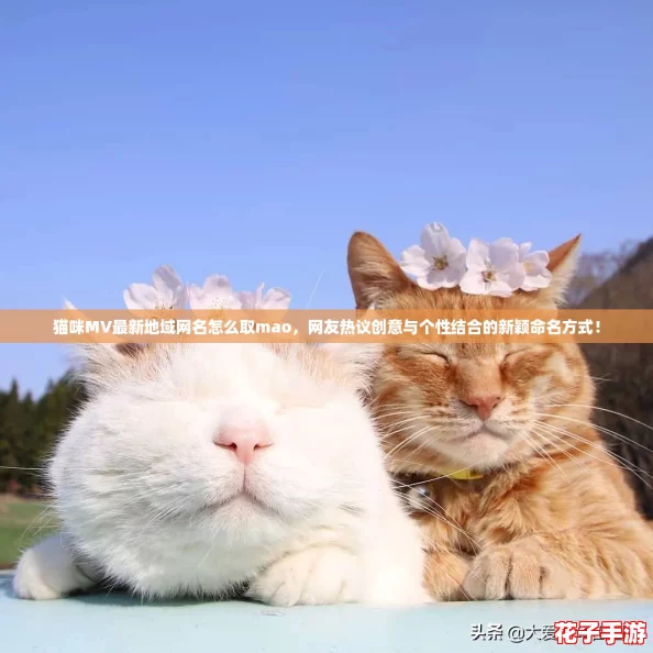 猫咪MV最新地域网名怎么取mao,网友热议创意与个性结合的新颖命名方式! 猫咪MV最新地域网名怎么取mao,网友热议创意与个性结合的新颖命名方式!