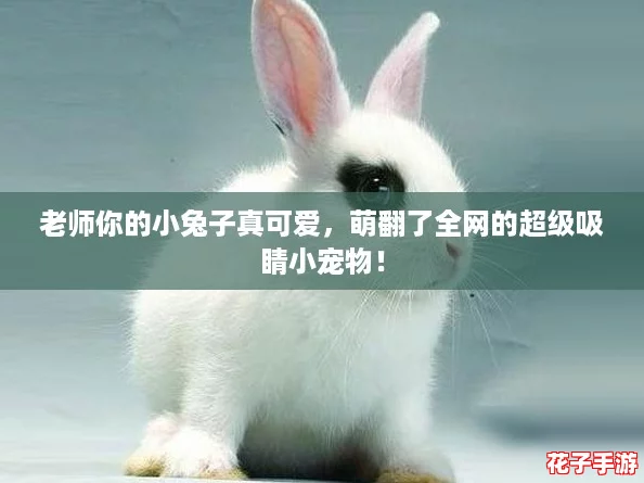 老师你的小兔子真可爱，萌翻了全网的超级吸睛小宠物！