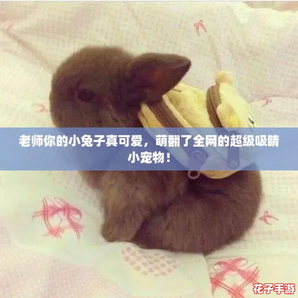老师你的小兔子真可爱，萌翻了全网的超级吸睛小宠物！