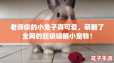 老师你的小兔子真可爱，萌翻了全网的超级吸睛小宠物！