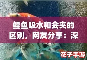 鲤鱼吸水和会夹的区别，网友分享：深入了解这两种行为的不同之处与影响