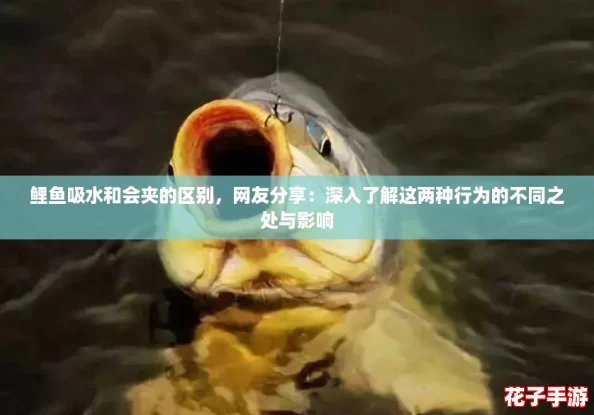 鲤鱼吸水和会夹的区别，网友分享：深入了解这两种行为的不同之处与影响