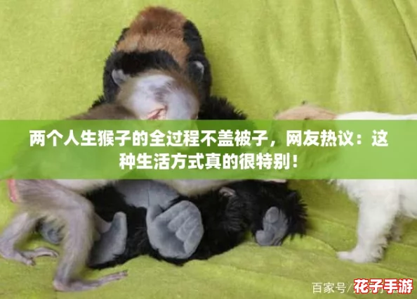 两个人生猴子的全过程不盖被子，网友热议：这种生活方式真的很特别！