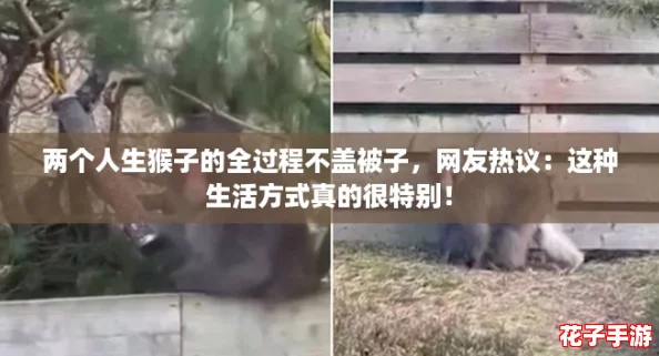 两个人生猴子的全过程不盖被子,网友热议:这种生活方式真的很特别! 两个人生猴子的全过程不盖被子,网友热议:这种生活方式真的很特别!