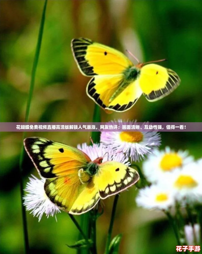 花蝴蝶免费视频直播高清版解锁人气暴涨，网友热评：画面清晰、互动性强，值得一看！