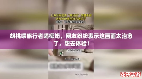 胡桃喂旅行者喝椰奶,网友纷纷表示这画面太治愈了,想去体验! 胡桃喂旅行者喝椰奶,网友纷纷表示这画面太治愈了,想去体验!