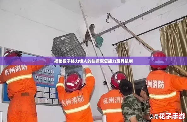 揭秘猴子体力惊人的快速恢复能力及其机制