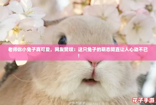 老师你小兔子真可爱，网友赞叹：这只兔子的萌态简直让人心动不已！