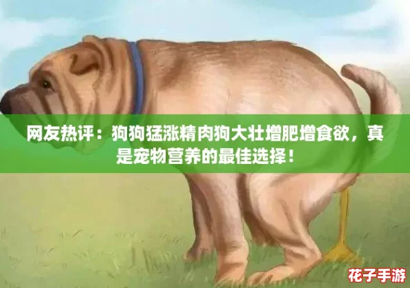 网友热评：狗狗猛涨精肉狗大壮增肥增食欲，真是宠物营养的最佳选择！