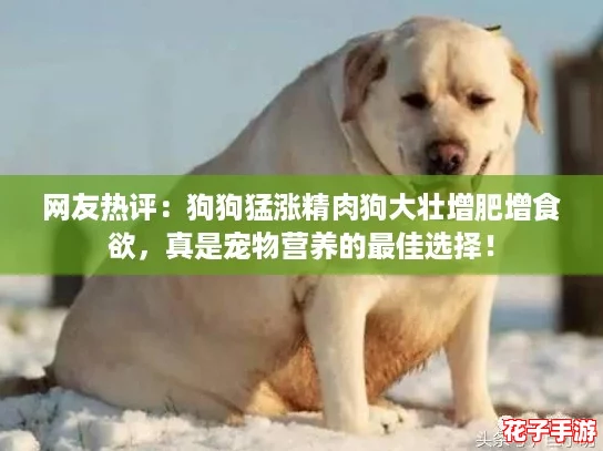 网友热评：狗狗猛涨精肉狗大壮增肥增食欲，真是宠物营养的最佳选择！