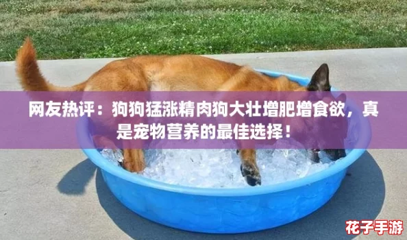 网友热评：狗狗猛涨精肉狗大壮增肥增食欲，真是宠物营养的最佳选择！
