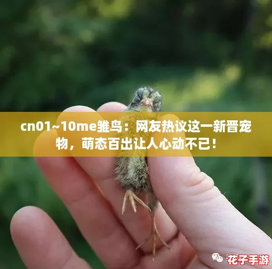 cn01~10me雏鸟：网友热议这一新晋宠物，萌态百出让人心动不已！