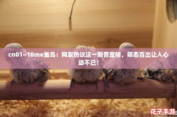 cn01~10me雏鸟:网友热议这一新晋宠物,萌态百出让人心动不已! cn01~10me雏鸟:网友热议这一新晋宠物,萌态百出让人心动不已!