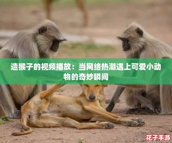 造猴子的视频播放：当网络热潮遇上可爱小动物的奇妙瞬间