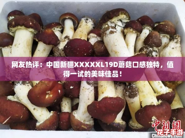 网友热评：中国新疆XXXXXL19D蘑菇口感独特，值得一试的美味佳品！