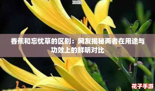 香蕉和忘忧草的区别：网友揭秘两者在用途与功效上的鲜明对比