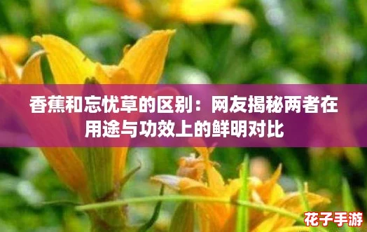 香蕉和忘忧草的区别:网友揭秘两者在用途与功效上的鲜明对比 香蕉和忘忧草的区别:网友揭秘两者在用途与功效上的鲜明对比