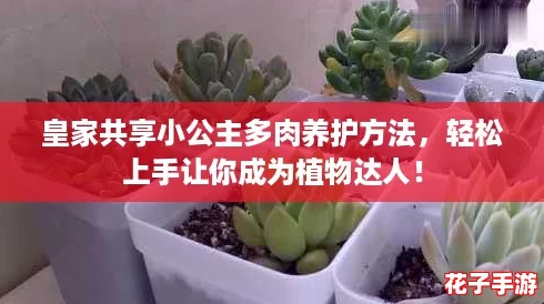 皇家共享小公主多肉养护方法，轻松上手让你成为植物达人！