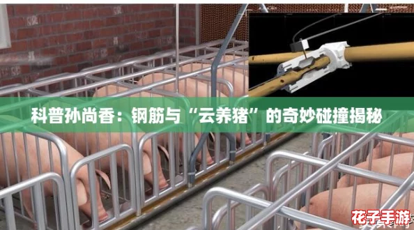 科普孙尚香:钢筋与“云养猪”的奇妙碰撞揭秘 科普孙尚香:钢筋与“云养猪”的奇妙碰撞揭秘