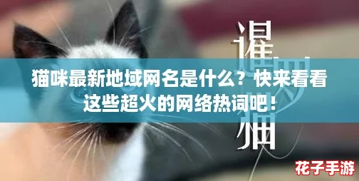猫咪最新地域网名是什么?快来看看这些超火的网络热词吧! 猫咪最新地域网名是什么?快来看看这些超火的网络热词吧!