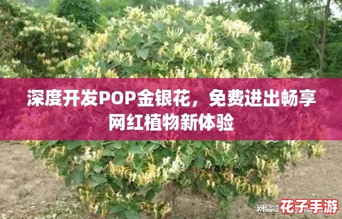 深度开发POP金银花，免费进出畅享网红植物新体验